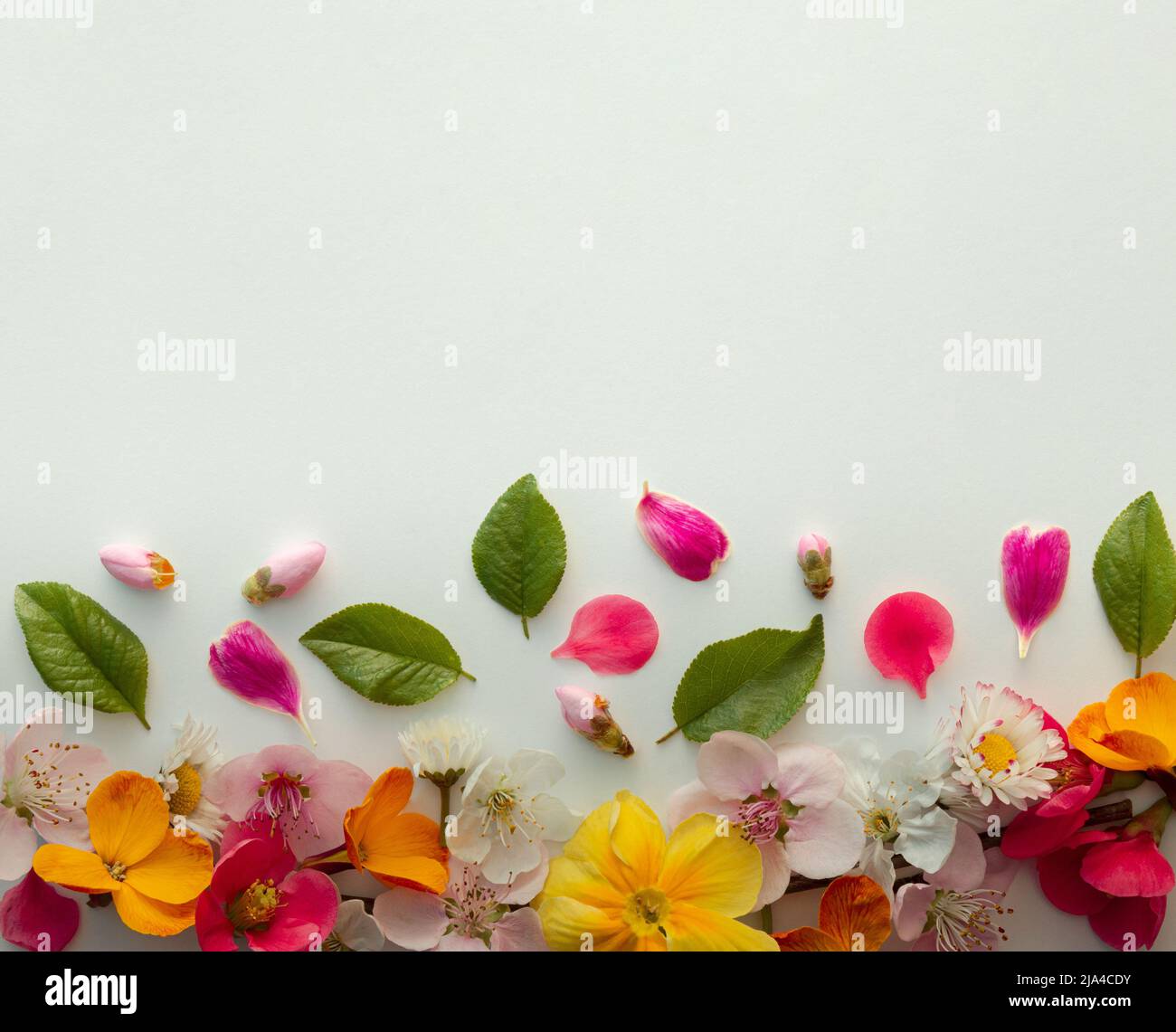 Creative pattern layout made of various spring flowers and leaves with copy space. Flat lay nature background. Stock Photo