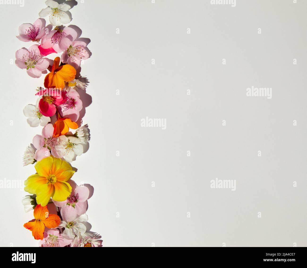 Creative layout made of various spring flowers on bright background. Natural minimal Mother's day concept. Stock Photo
