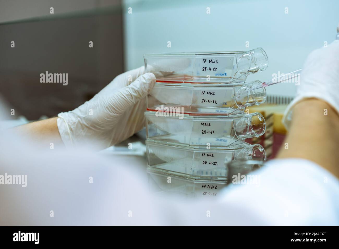 Scientist using a pipette to introduce medium in cell culture flasks