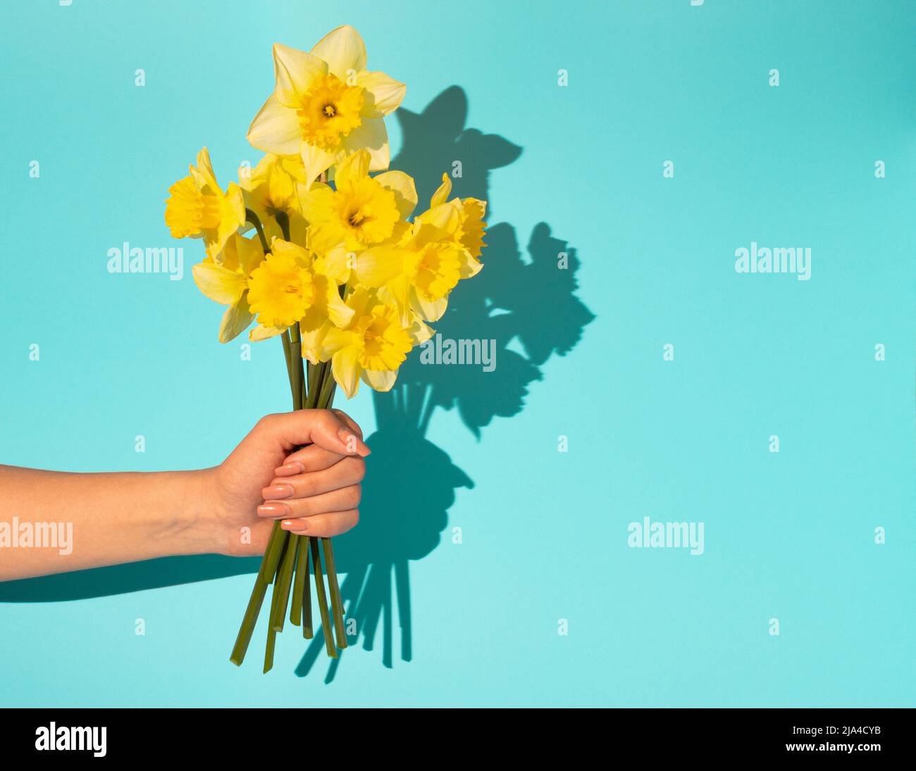 Woman's hand holding bouquet of blooming yellow narcissus flowers or daffodils on blue background. Minimal spring concept. 8 March card. Stock Photo