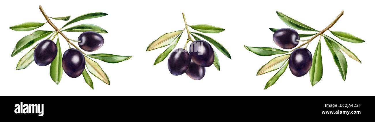 Whole olive tree Cut Out Stock Images & Pictures - Alamy