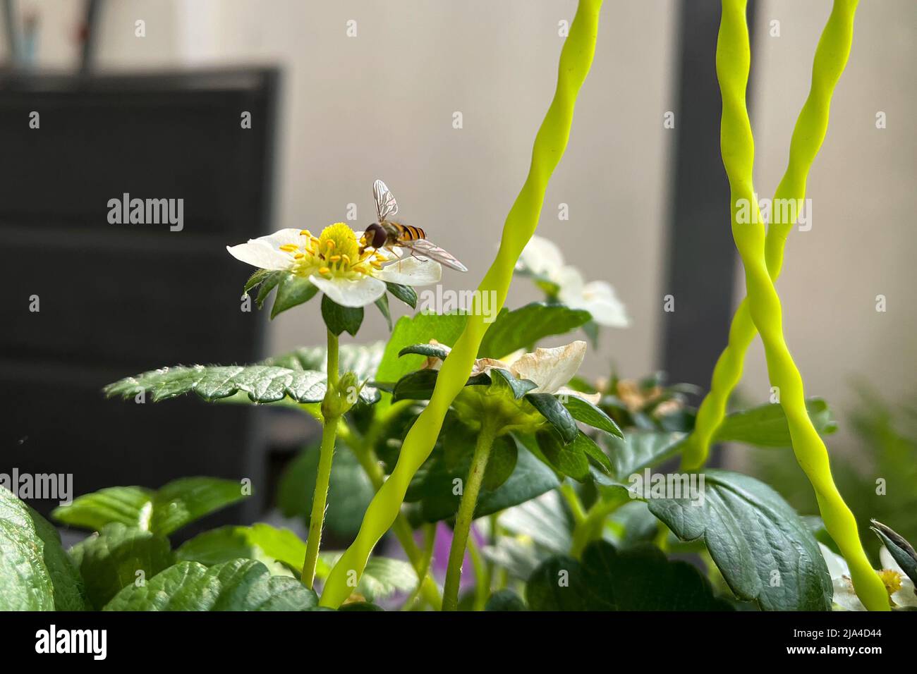 Hover Fly, Sphaerophoria scripta, on a strawberry flower collecting nectar Stock Photo