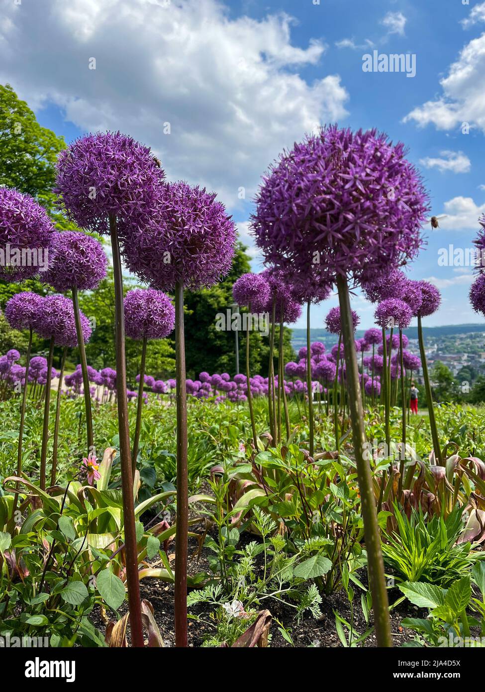Giant Onion, Allium Giganteum, Flower in the public park Nordpark in Wuppertal, Germany in spring against a blue sky. Portrait. Stock Photo