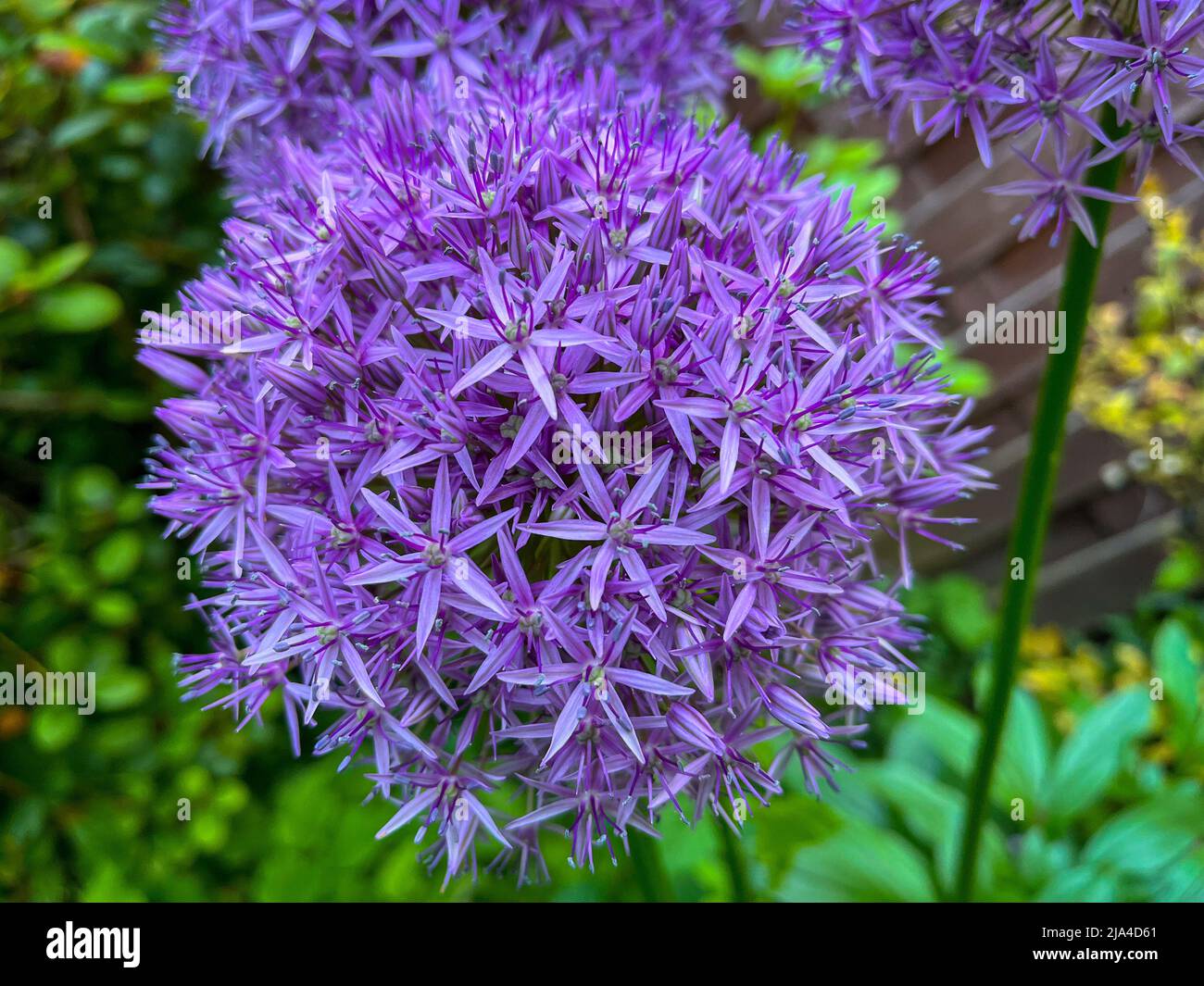 Close up of the purple Giant Onion, Allium Giganteum, Blossom. Beautiful and colourful Flower. Stock Photo