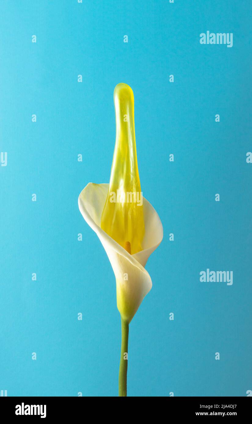 Calla lily flower with slime against sky blue background. Creative nature concept. Spring background. Stock Photo