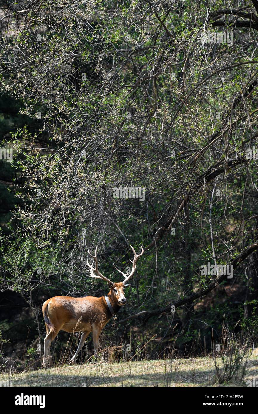 Hohhot. 23rd May, 2022. A milu deer is seen at the Daqingshan Nature Reserve in north China's Inner Mongolia Autonomous Region, May 23, 2022. Nine milu deer fawns were born at the Daqingshan Nature Reserve in north China's Inner Mongolia Autonomous Region, said the reserve's management bureau. It is the first generation of offspring born to the milu deer that were released into the wild in the region. In September 2021, to rebuild the wild population of the endangered animal, China released 27 milu deer into the reserve. Credit: Lian Zhen/Xinhua/Alamy Live News Stock Photo