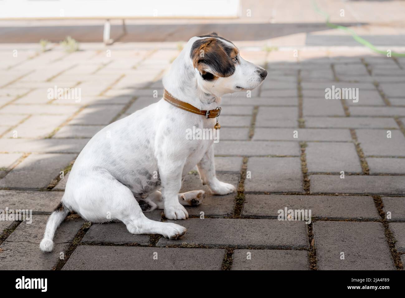 Where Should A Dogs Collar Sit