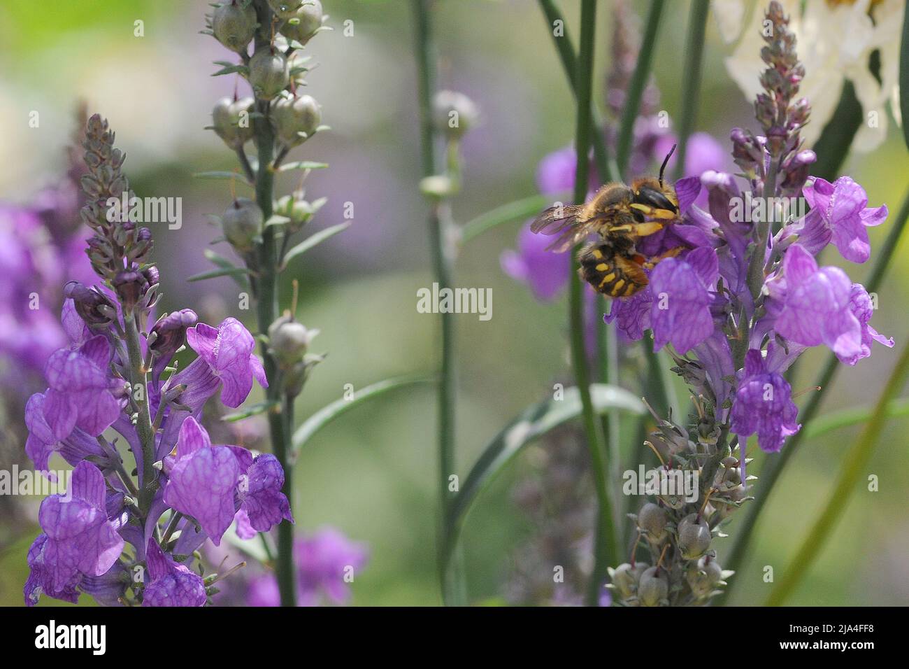 honey bee on a wild flower Stock Photo