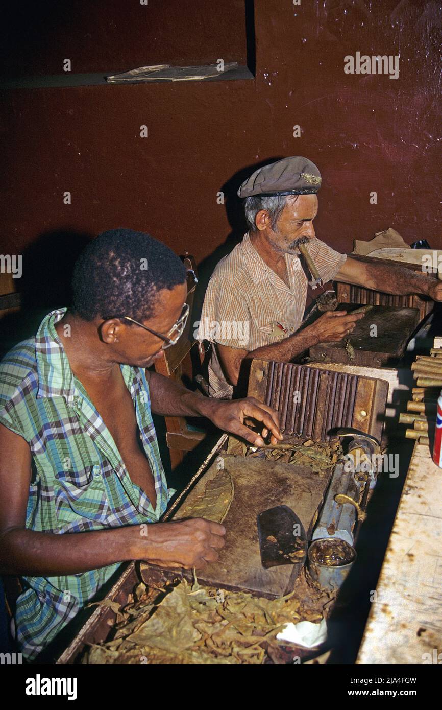 Cuban men rolling cuba cigars in a cigar factory at Pinar del Rio, Cuba, Caribbean Stock Photo