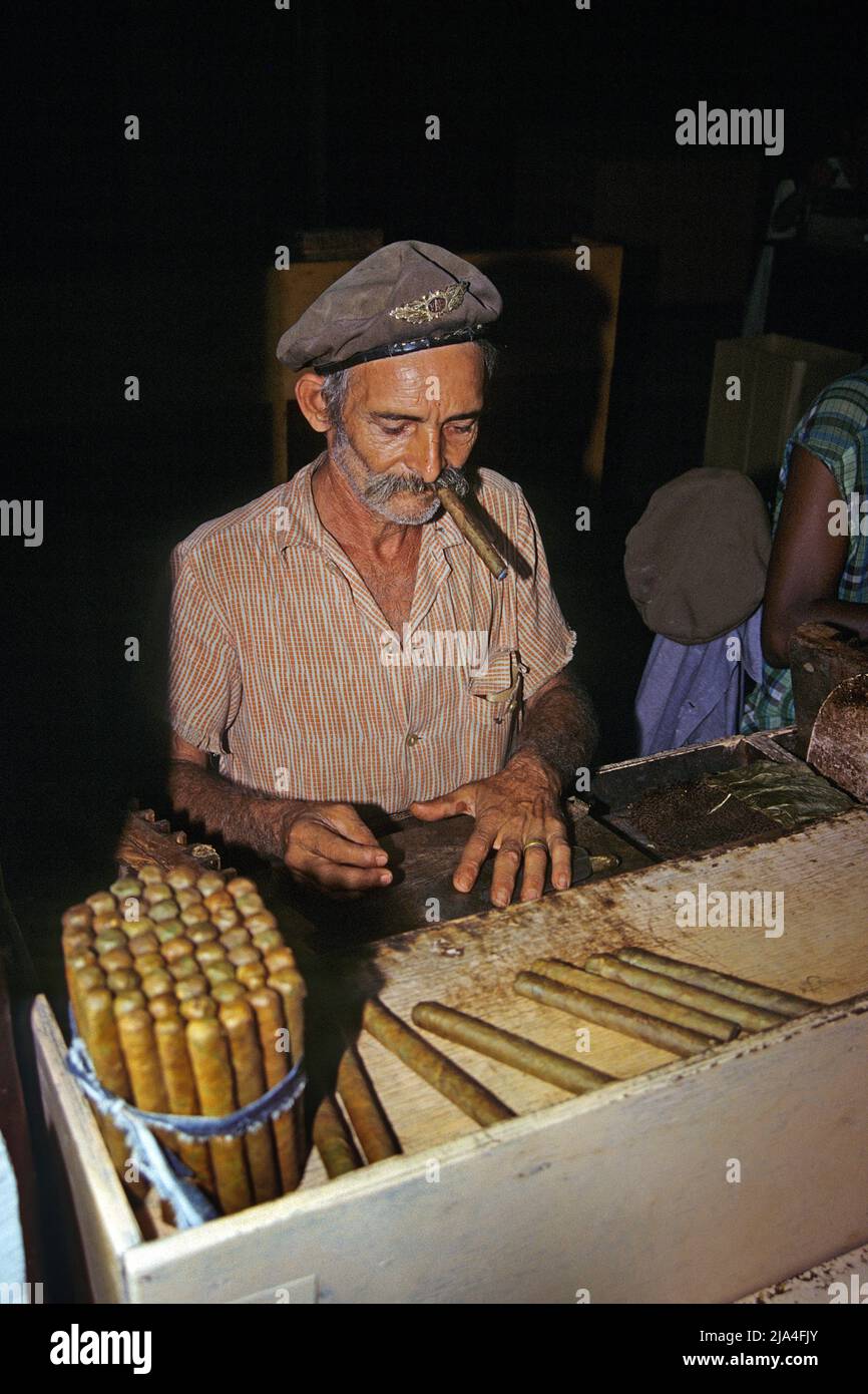 Old bearded cuban rolling cuba cigars in a cigar factory at Pinar del Rio, Cuba, Caribbean Stock Photo