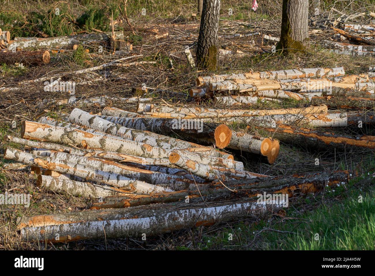 Forest pine and spruce trees. Log trunks pile, the logging timber wood industry Stock Photo Alamy