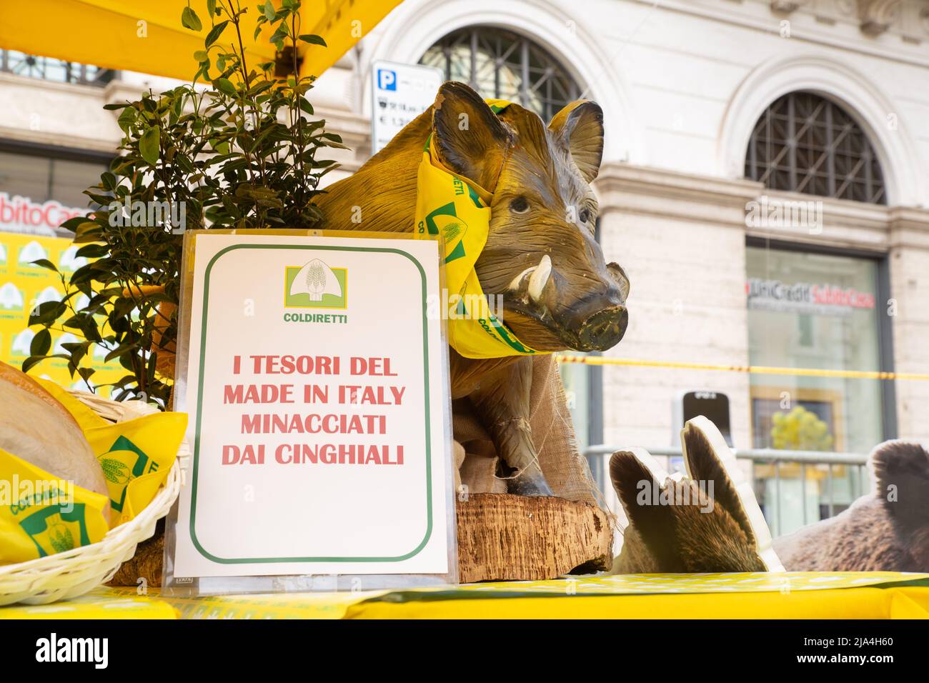 Peste suina hi-res stock photography and images - Alamy
