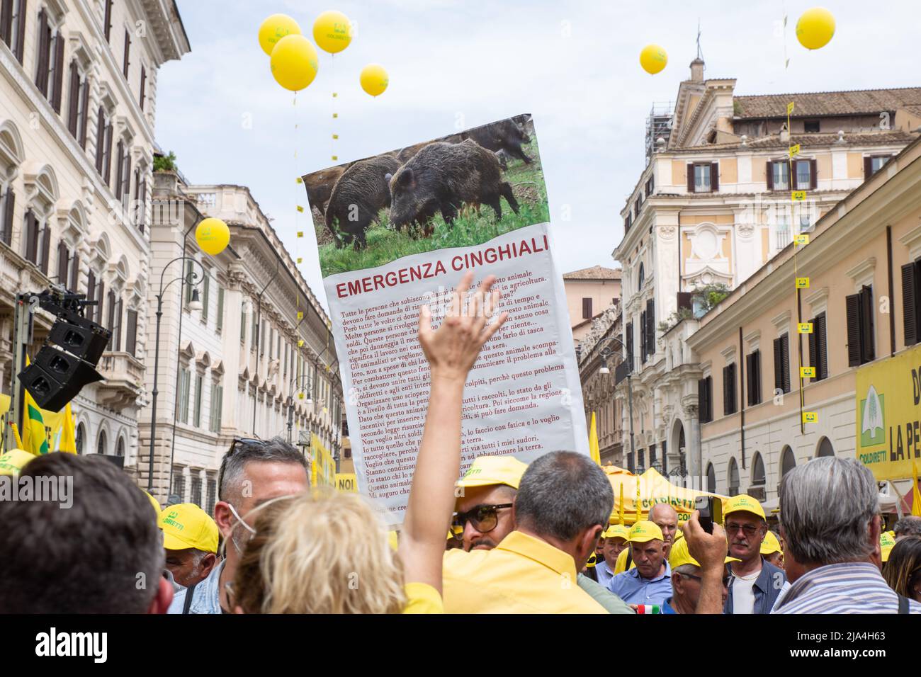 Peste suina hi-res stock photography and images - Alamy