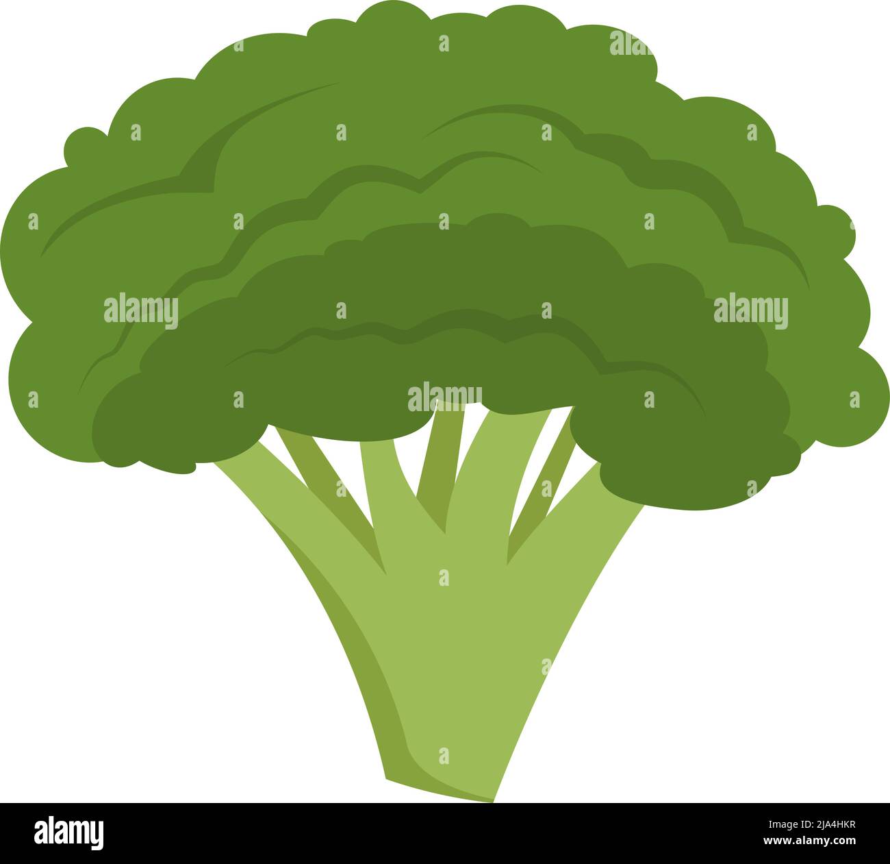 broccoli isolated on white background, flat design vector illustration Stock Vector