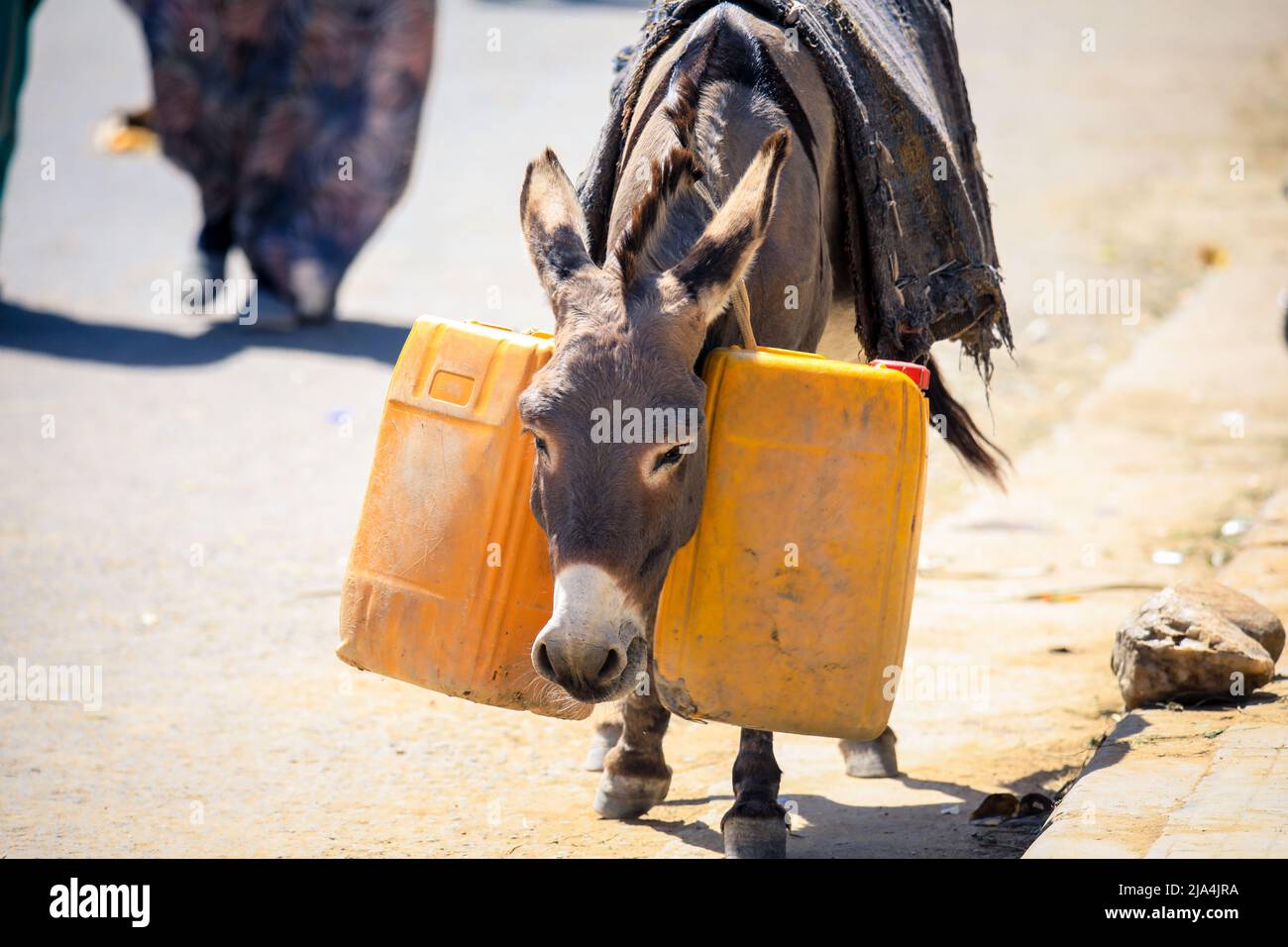 Baggage camel hi-res stock photography and images - Alamy