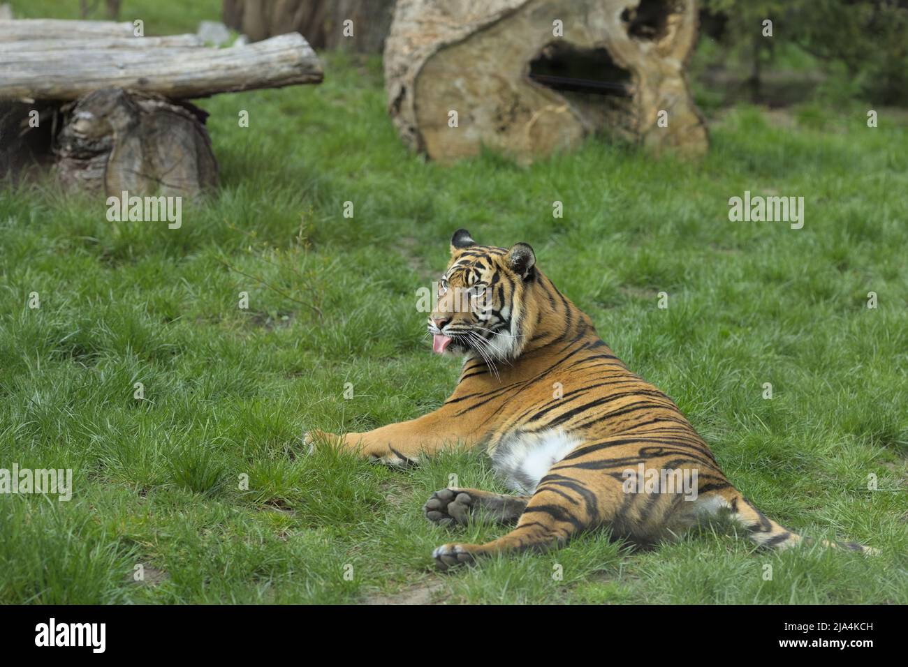 Tiger lying in his enclosure in Wrocław zoo, the oldest Zoo in Poland. Stock Photo
