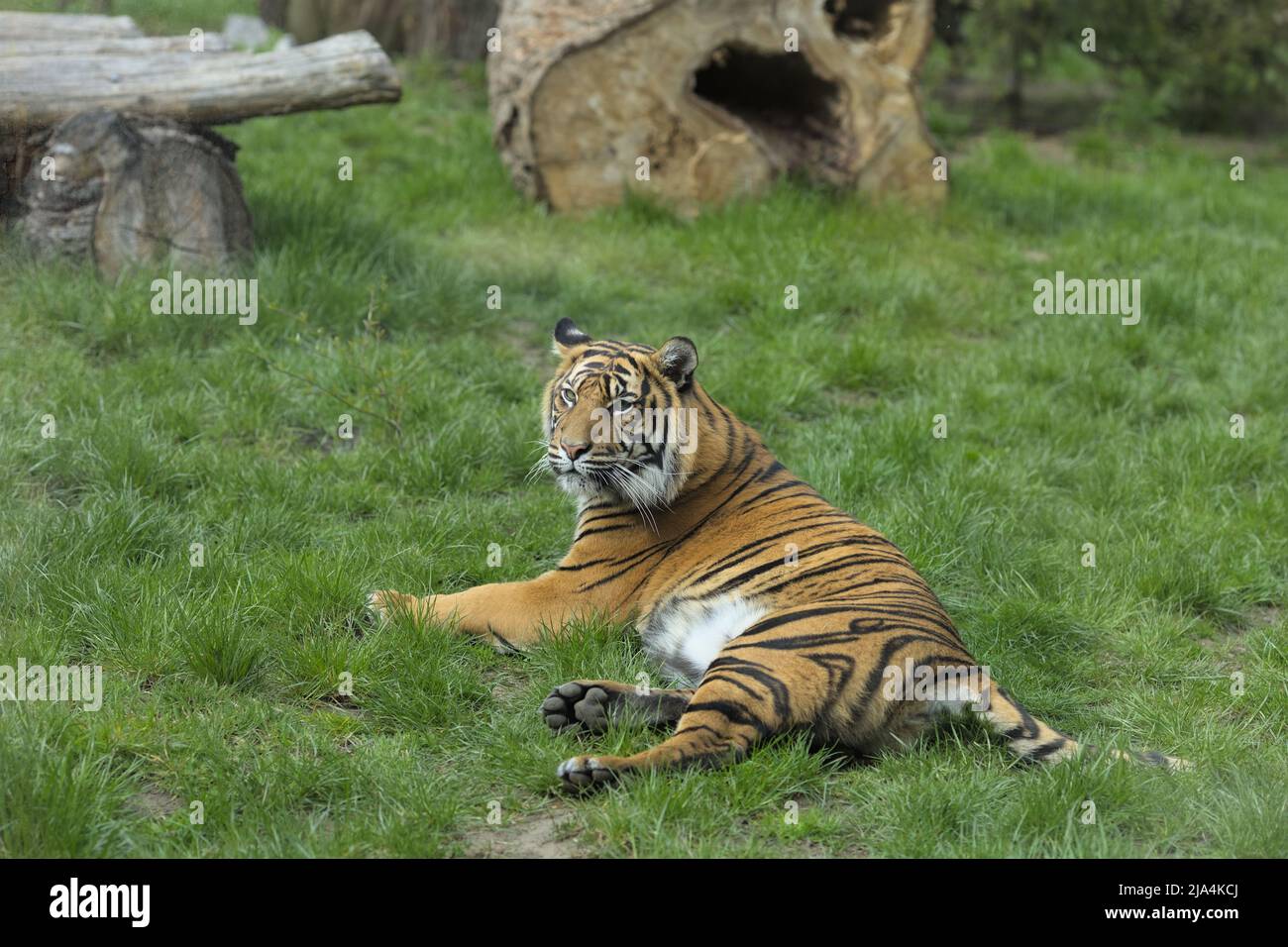 Tiger lying in his enclosure in Wrocław zoo, the oldest Zoological garden in Poland. Stock Photo