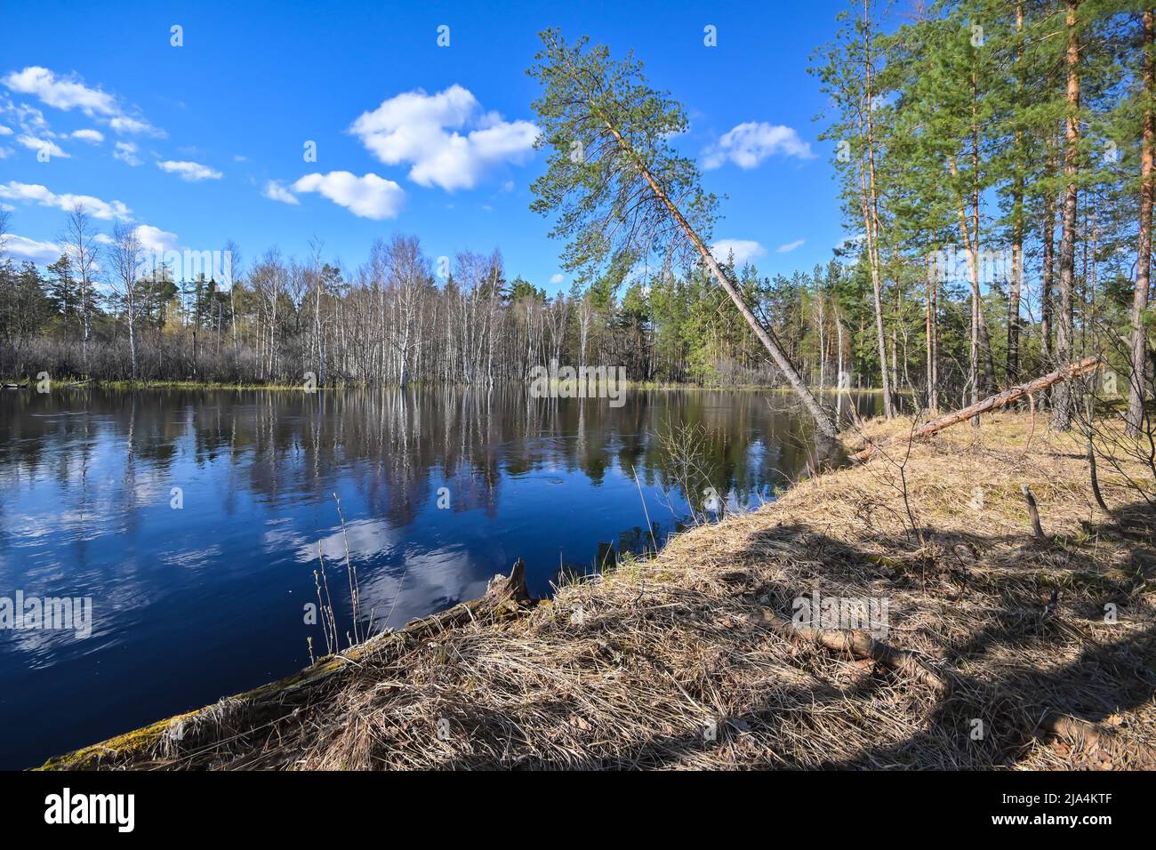 Spring day on the forest river. A national park in central Russia Stock ...