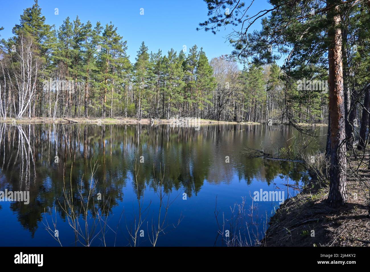 Spring day on the forest river. A national park in central Russia Stock ...