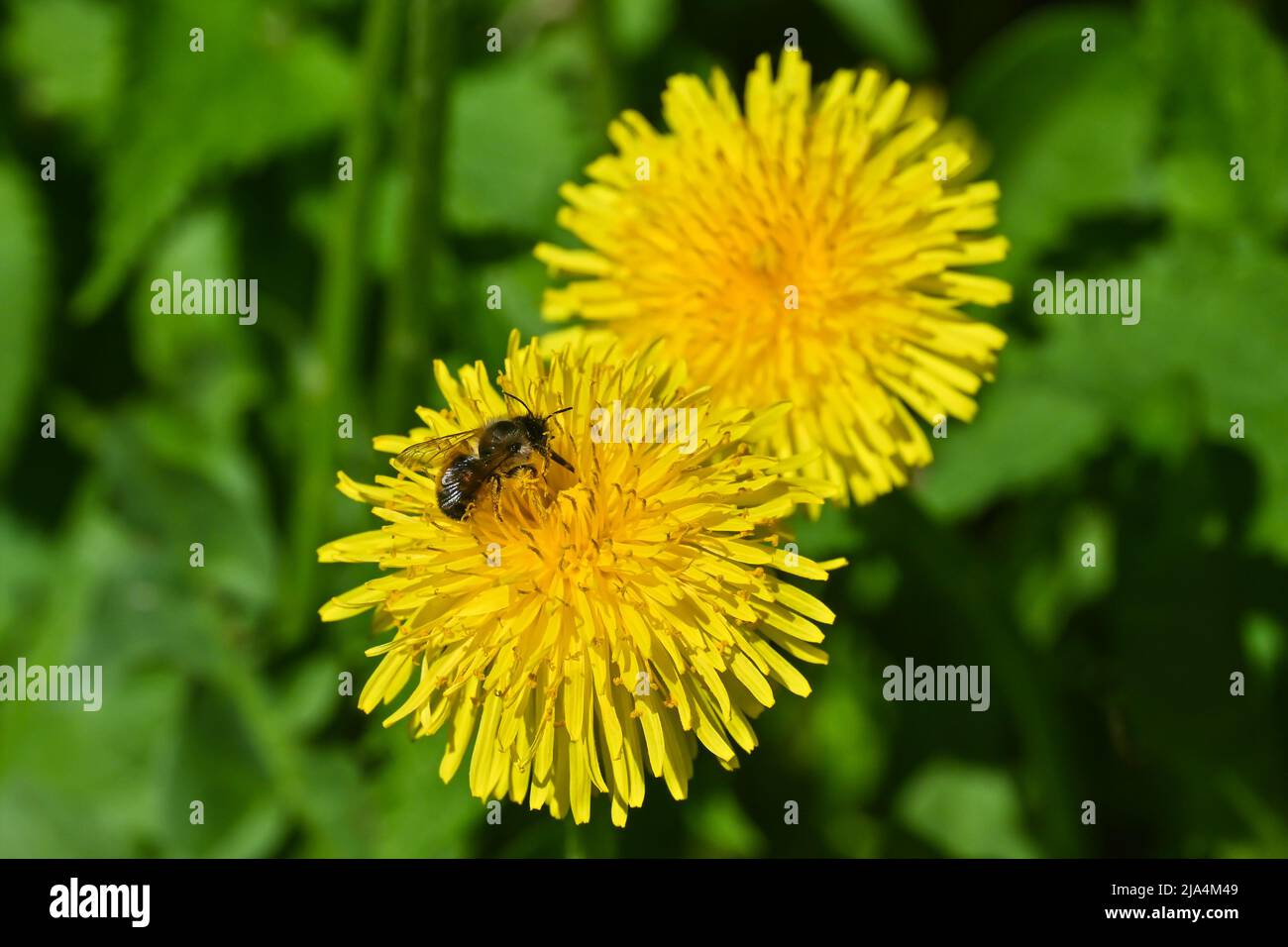 Yellow dandelions. Blooming dandelions on a green lawn in early May