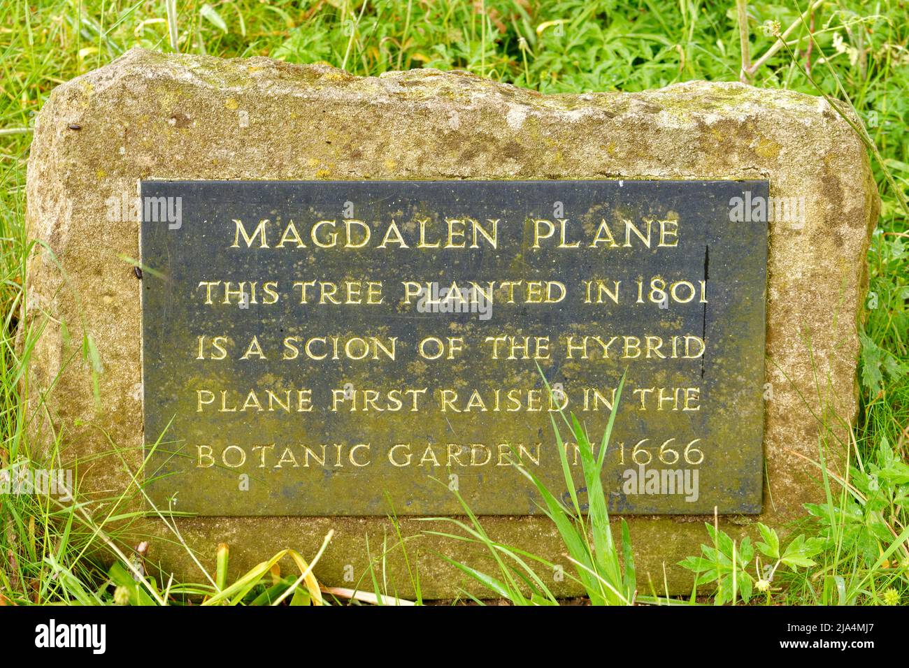 OXFORD CITY ENGLAND MAGDALEN COLLEGE INFORMATION PLAQUE FOR THE MAGDALEN PLANE TREE Stock Photo