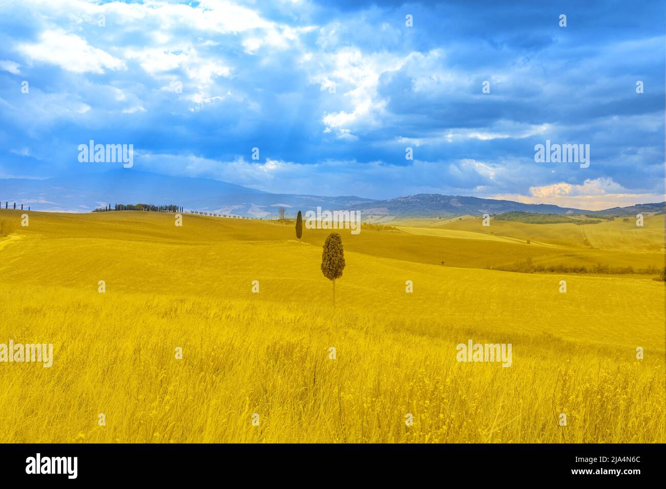 The flag of Ukraine in the colors of blue sky and yellow grain fields. Ukraine's agriculture and patriotic landscape against the war. Yellow field Stock Photo