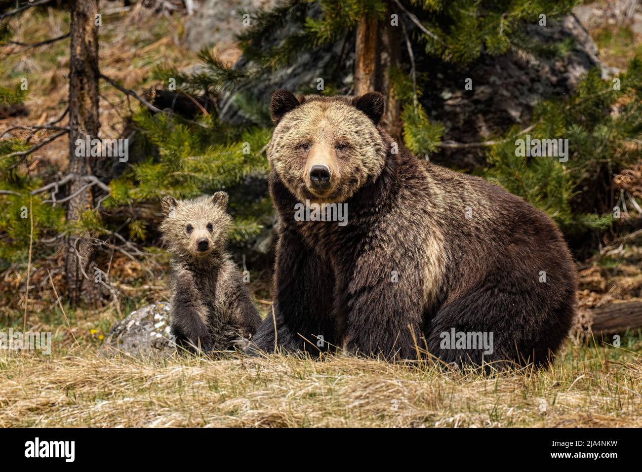 Grizzly bear with cub Stock Photo - Alamy