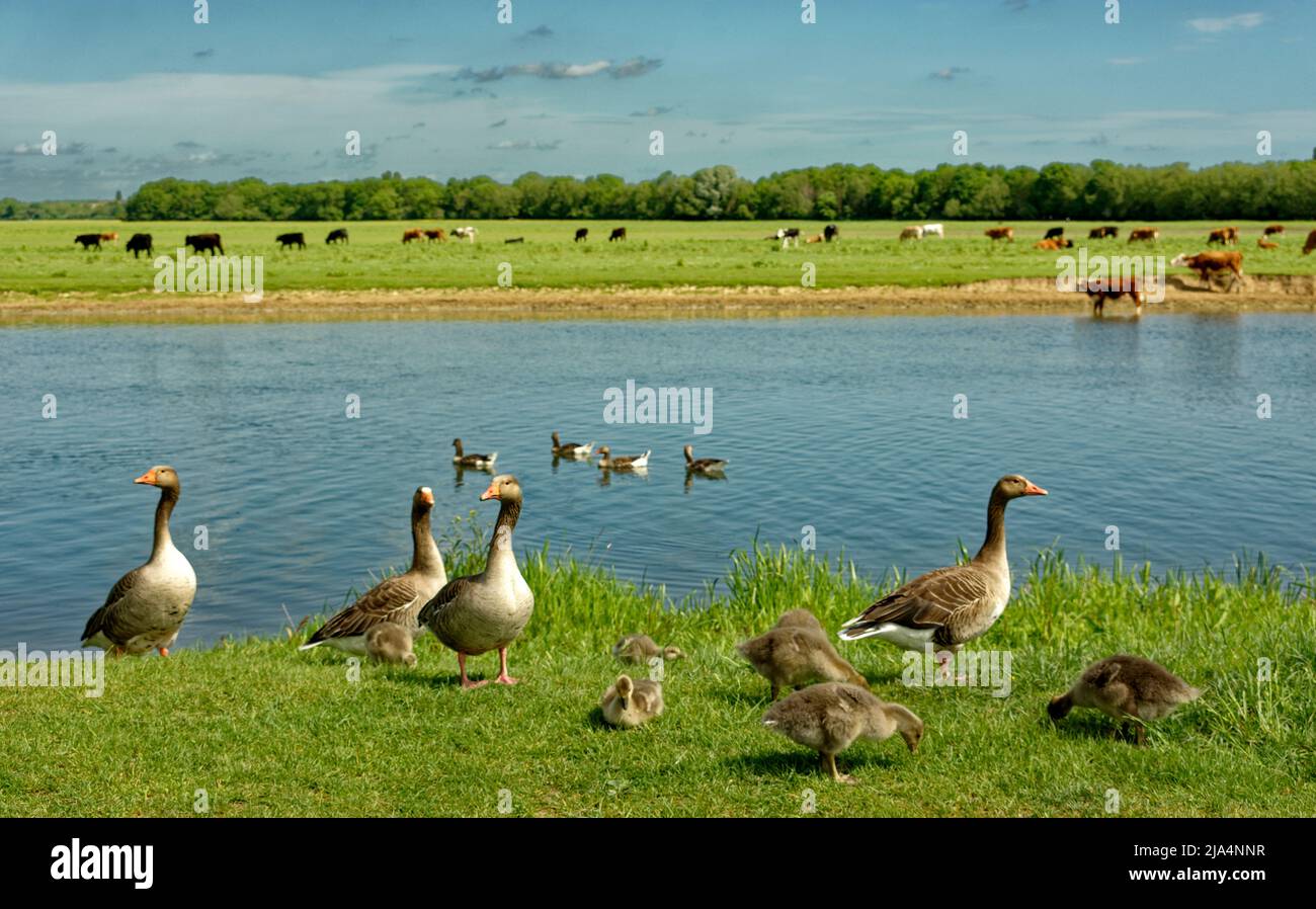PORT MEADOW OXFORD CATTLE GRAZING THE MEADOWS AND GEESE WITH GOSLINGS ON THE BANKS OF THE RIVER THAMES Stock Photo