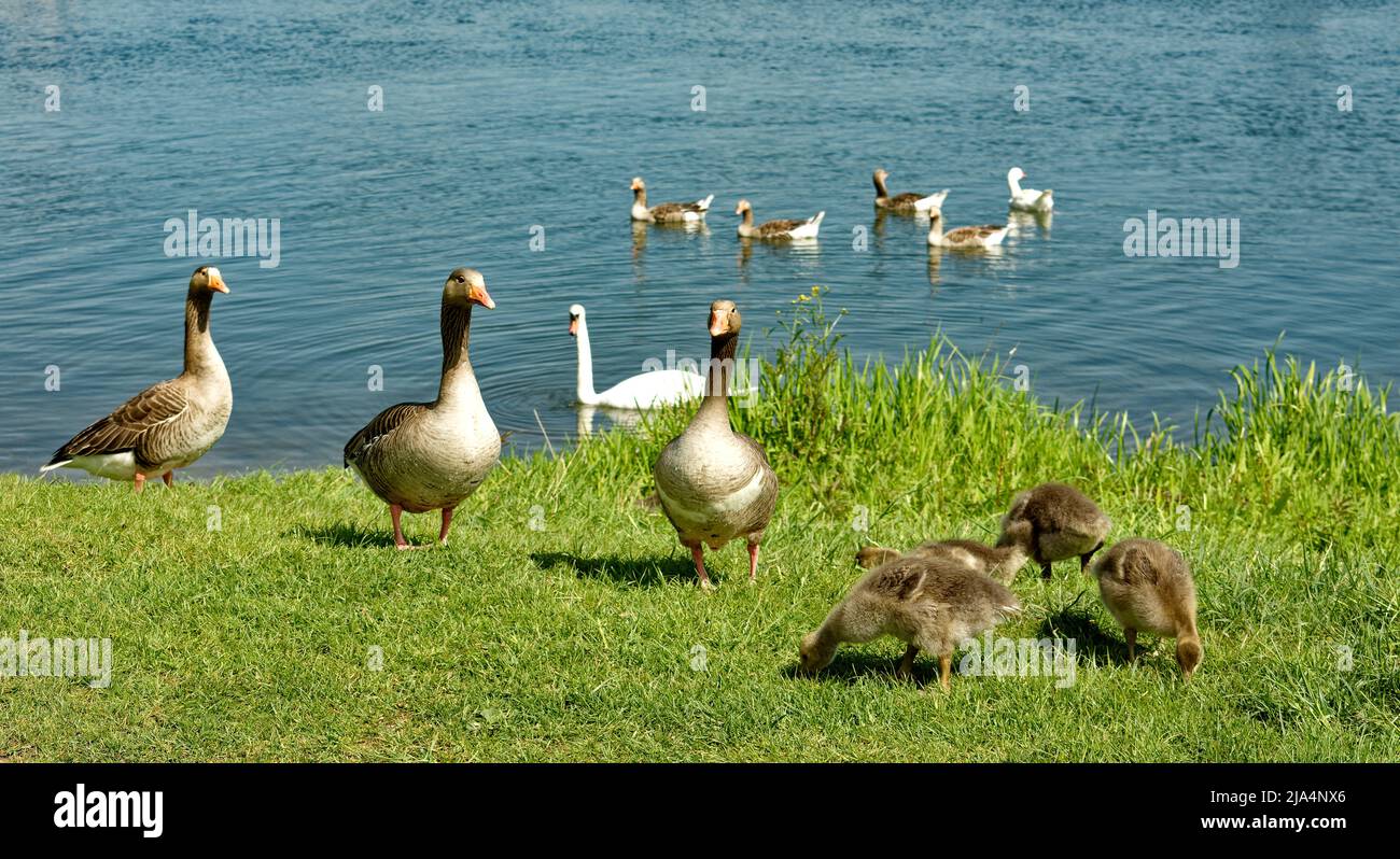 PORT MEADOW OXFORD GEESE WITH GOSLINGS ON THE BANKS OF THE RIVER THAMES Stock Photo