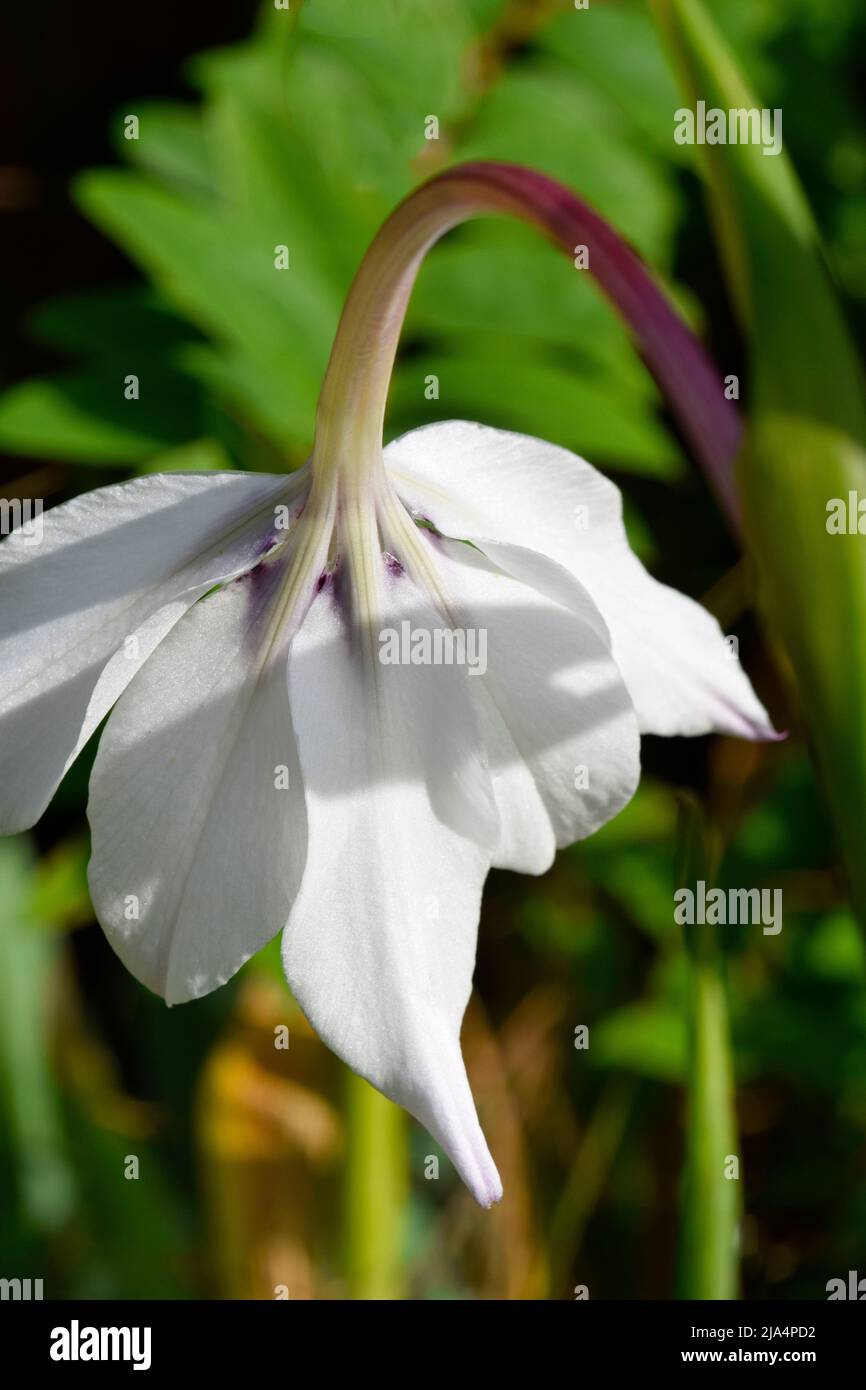 gladiolus murielae Stock Photo