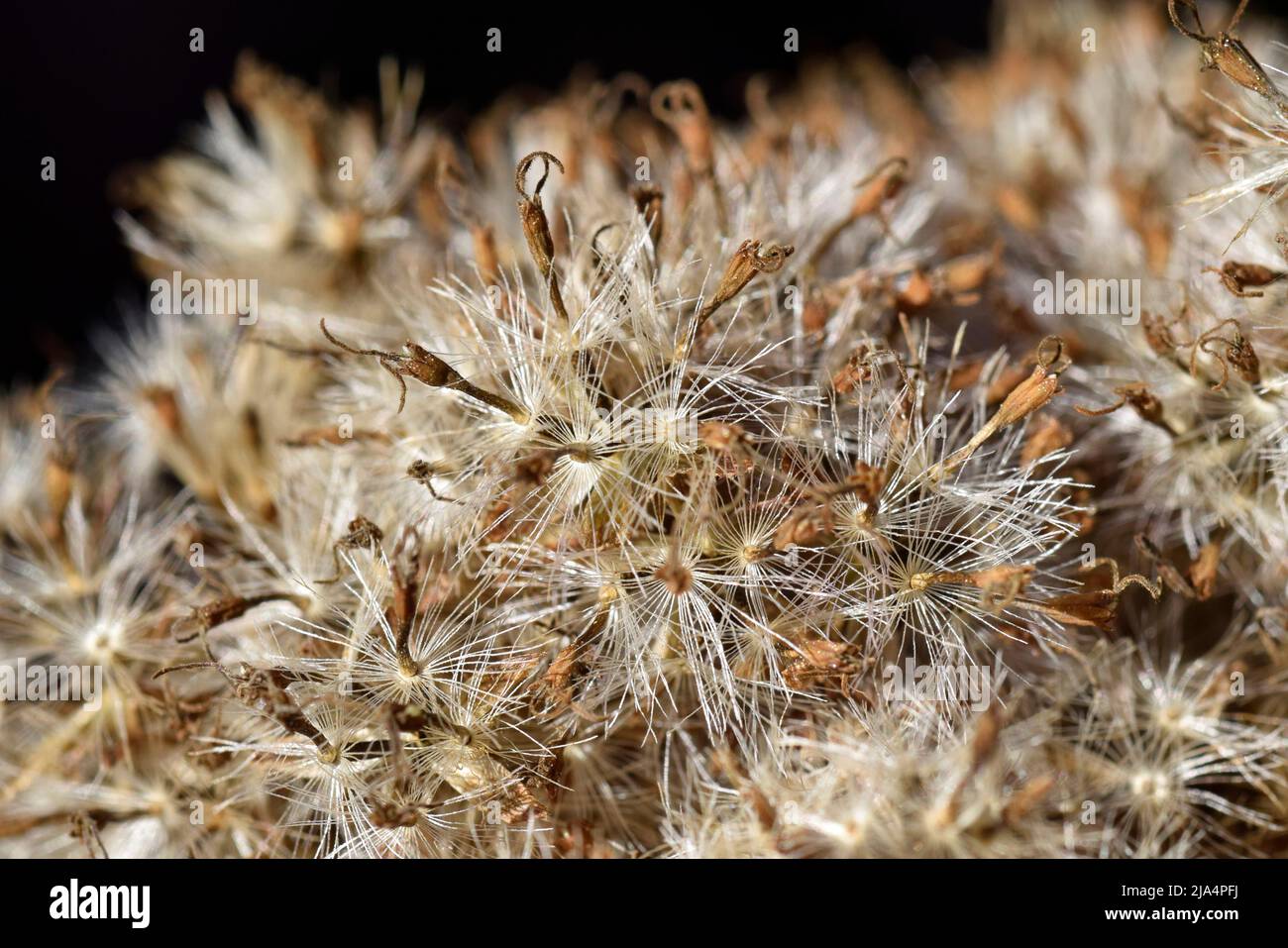 dried flower heads with seeds Stock Photo Alamy