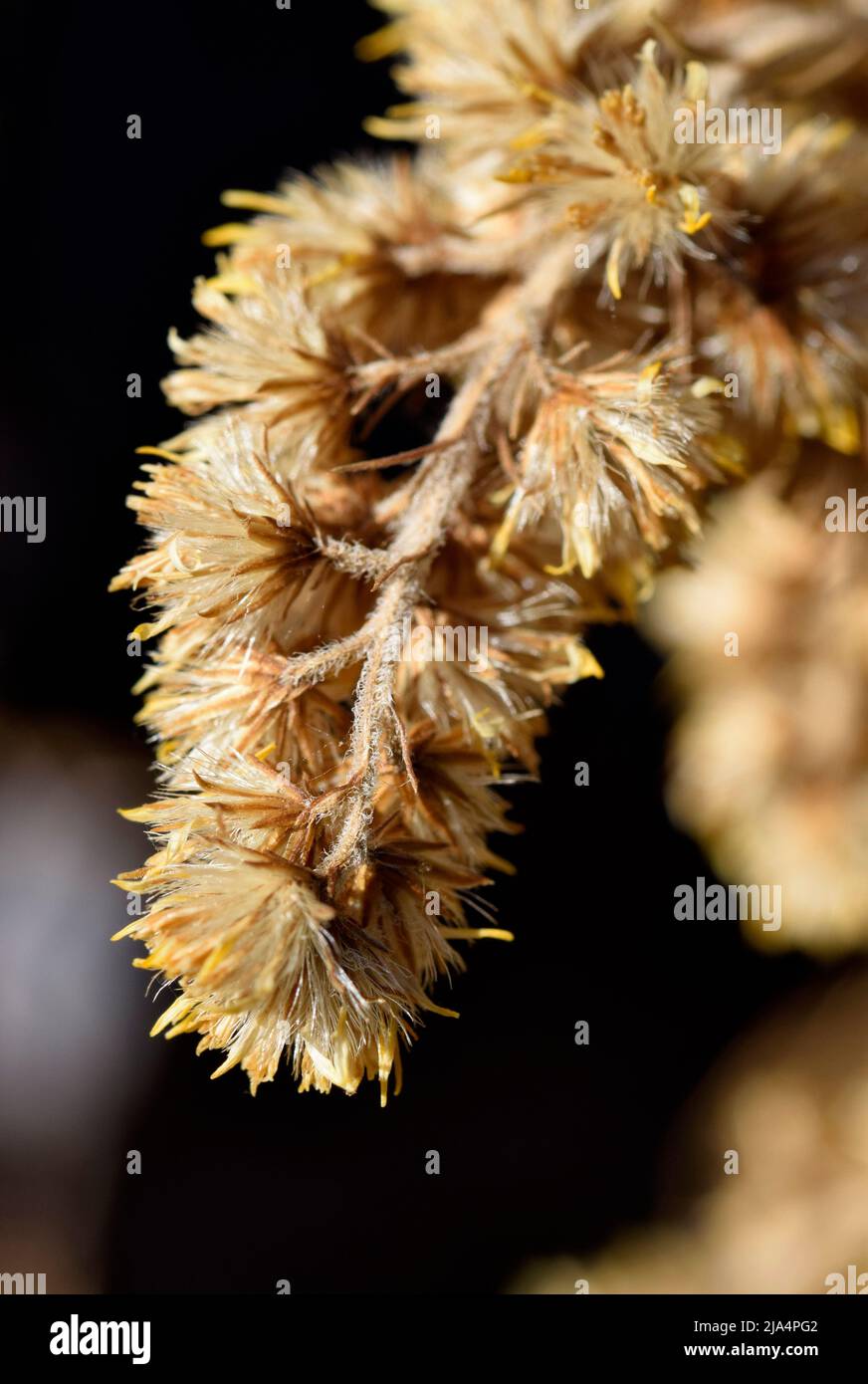 dried flower heads with seeds Stock Photo Alamy