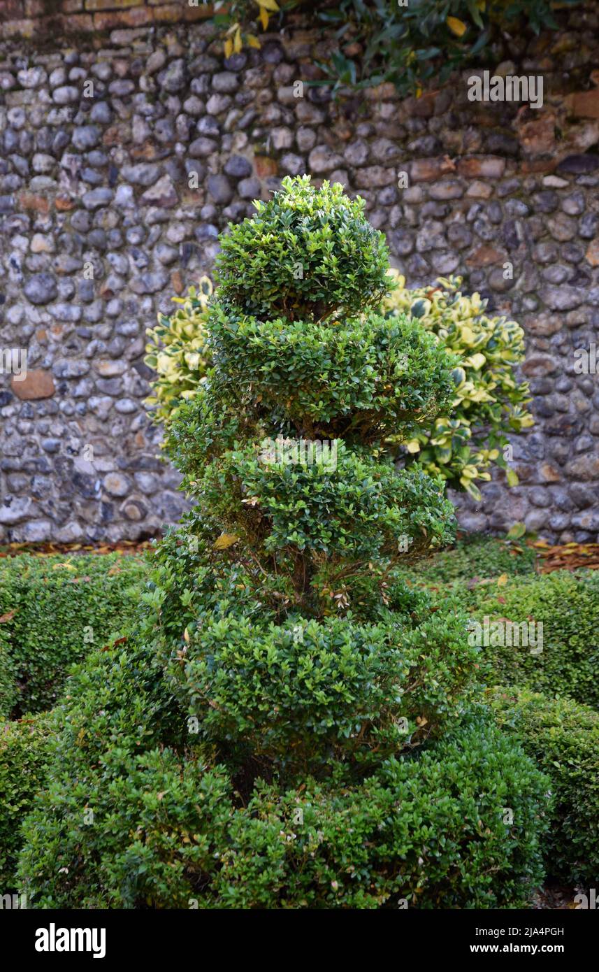 box topiary, Buxus sempervirens Stock Photo