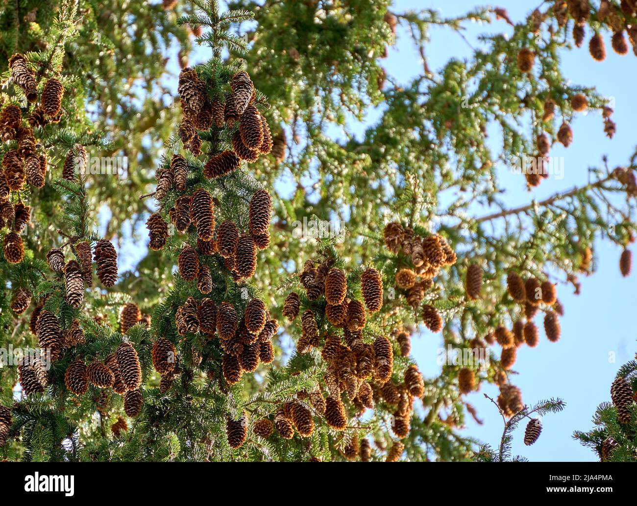 Green spruce branches with needles and many cones. Fir tree Stock Photo ...