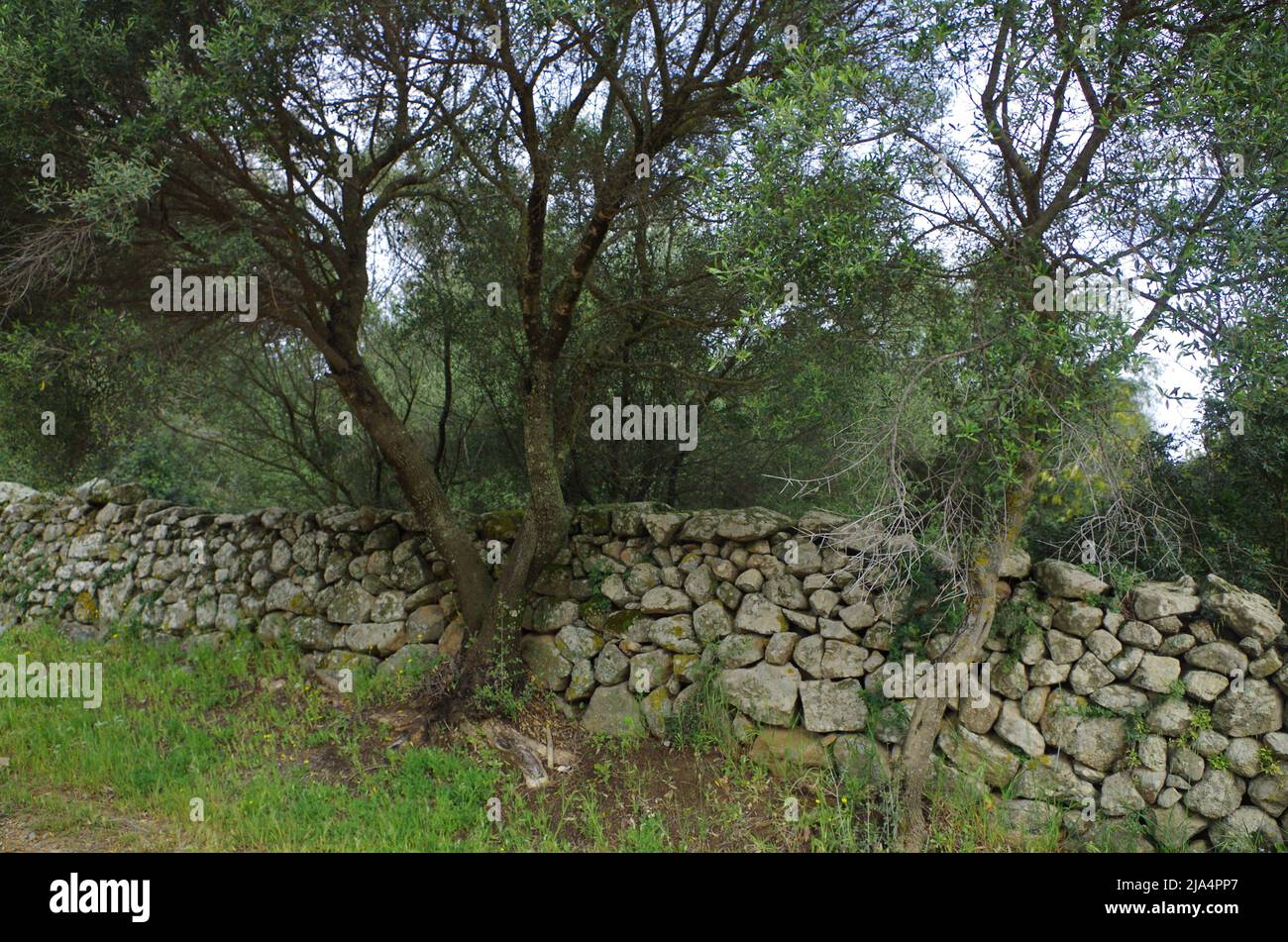 A Ston Wall on Sardinia. Stock Photo