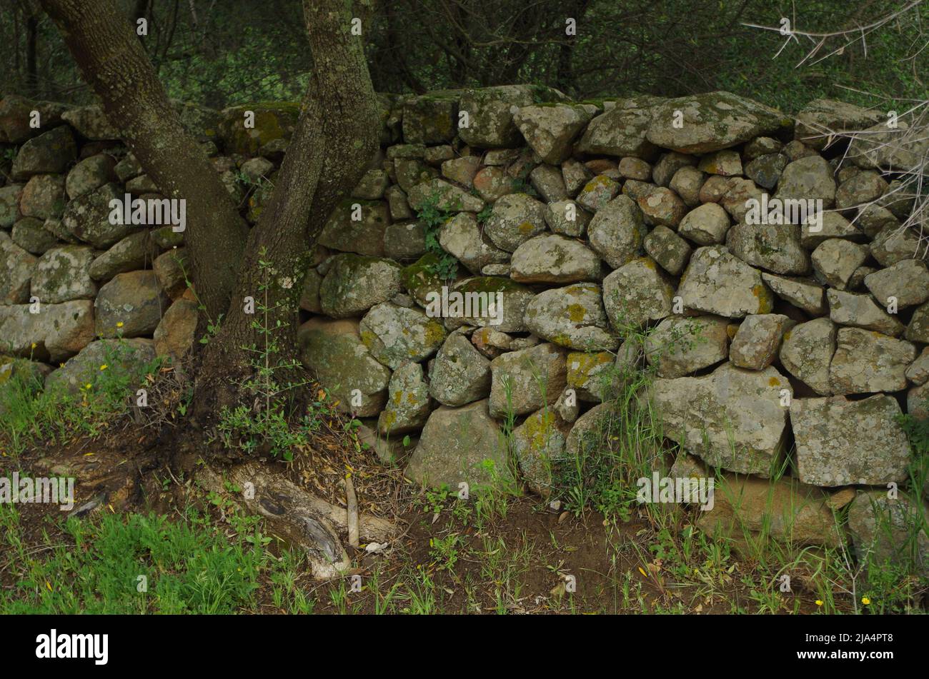 A Ston Wall on Sardinia. Stock Photo