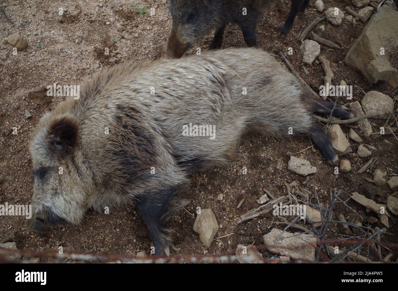 A pork is lazy in the Gallura, Sardinia. Italy. Stock Photo