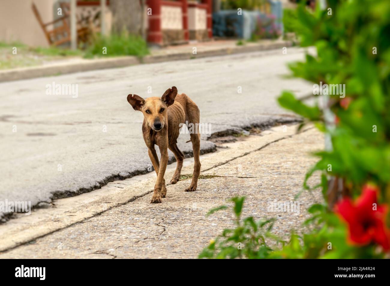 Lonely stray brownish female dog walking by the sidewalk of an empty street. Her skin is damaged with mange, her ears are wounded. Stock Photo