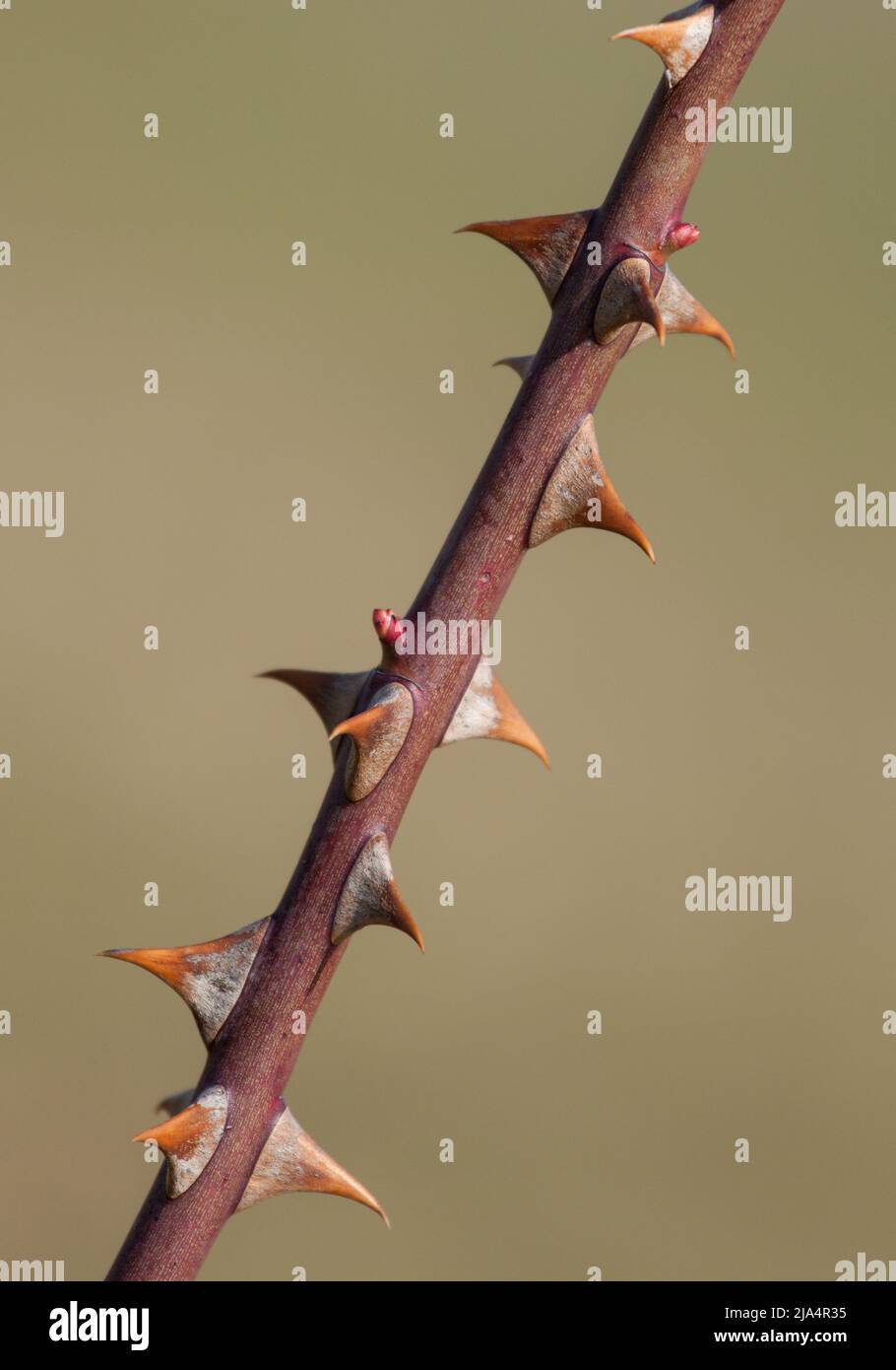 rose thorn stem with thorns isolated from background Stock Photo Alamy