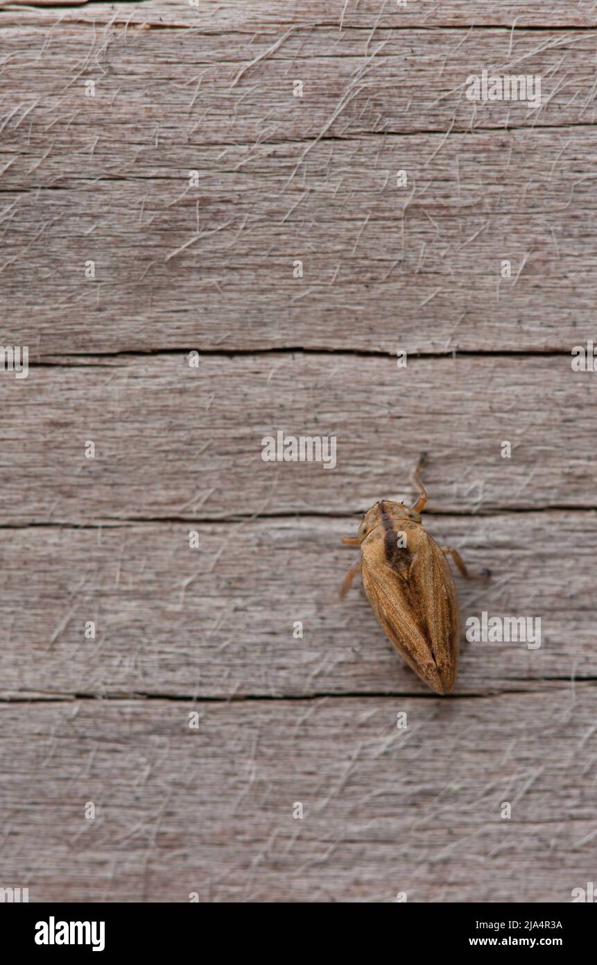macro close up of a leaf hopper cicadella viridis on a rustic wooden board Stock Photo