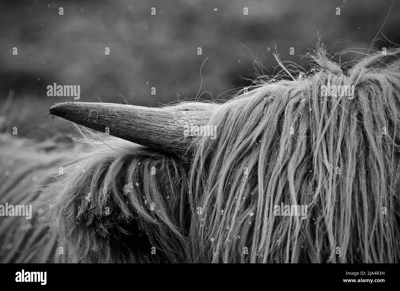 Scottish Highland cattle showing their impressive horns Stock Photo