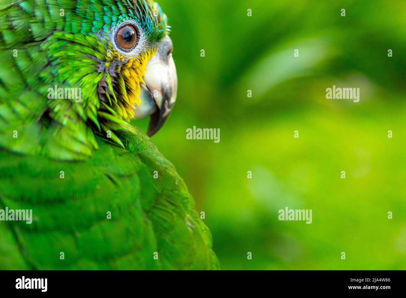 Green Parrot. Beautiful cute funny bird of green ara macaw parrot outdoor on green natural background. - Stock Image