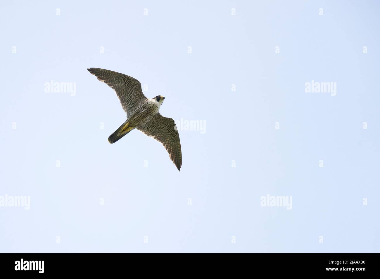 An adult Peregrine falcon (Falco peregrinus) flying in the sky. Stock Photo