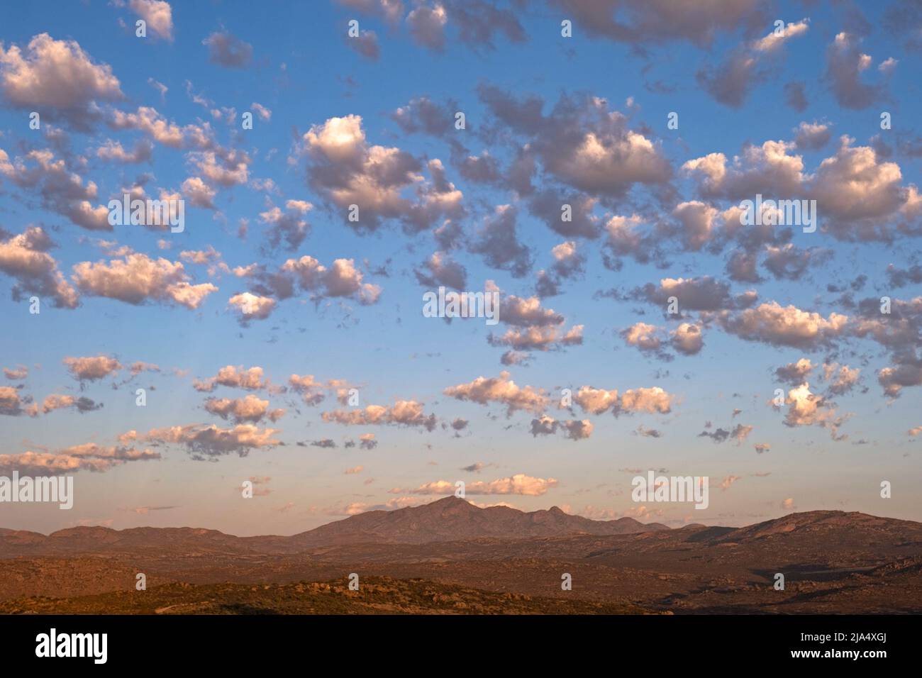 Altocumulus floccus clouds over semi-desert landscape at sunset in the Namaqua National Park, Namaqualand, Northern Cape, South Africa Stock Photo