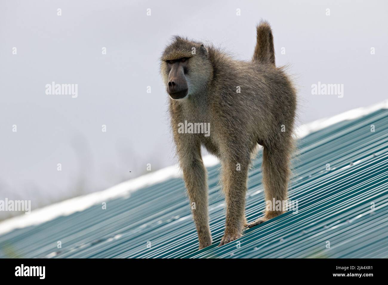 A yellow baboon (Papio cynocephalus) playing on the roof of a building ...