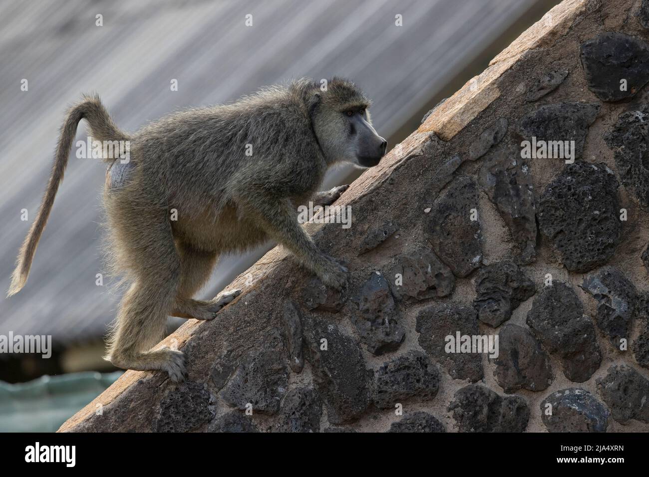 A yellow baboon (Papio cynocephalus) playing on the roof of a building ...