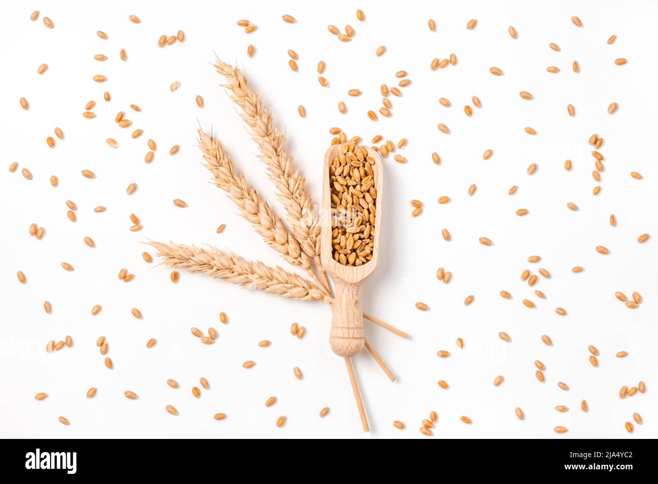 Wheat grain in wooden scoop, bundle of wheat spikes and scattered grains isolated on white. Concept of food supply and nutrients Stock Photo