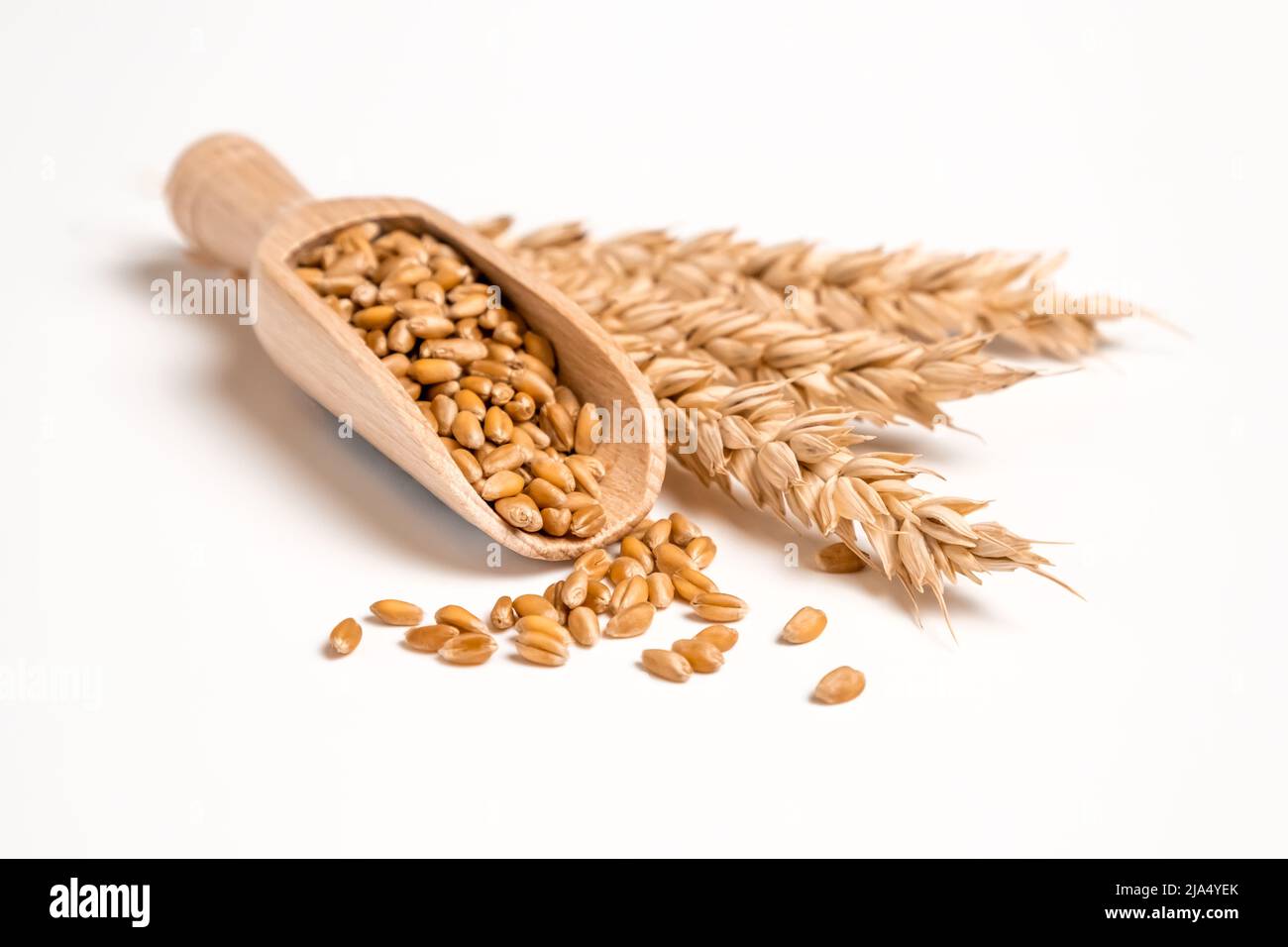 Wheat grain in wooden scoop and bundle of wheat spikes isolated on white. Concept of food supply, vegetarian diet, carbs and nutrients Stock Photo
