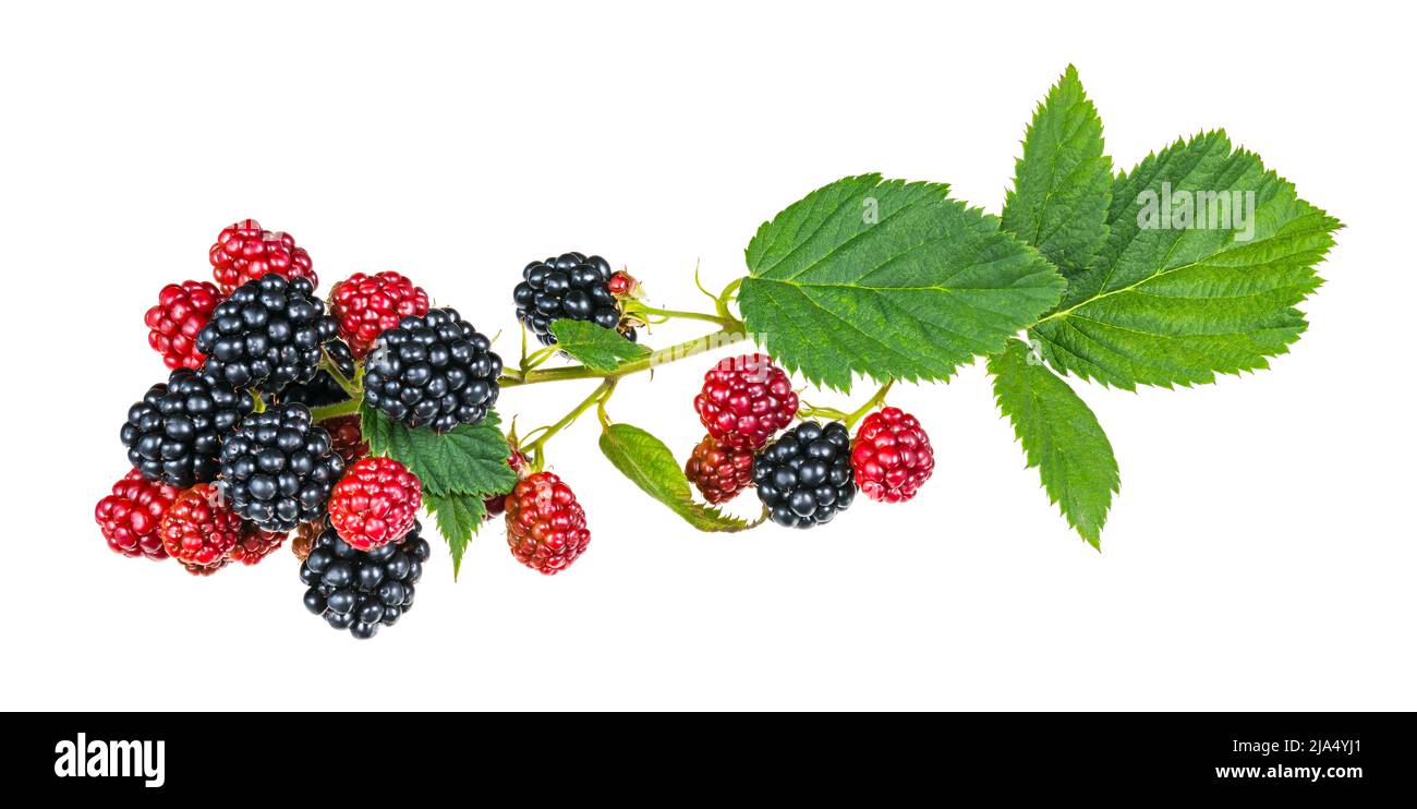 Ripening blackberries on bramble branch isolated on white background. Rubus fruticosus. Closeup of black and red forest berries and fresh green leaves. Stock Photo