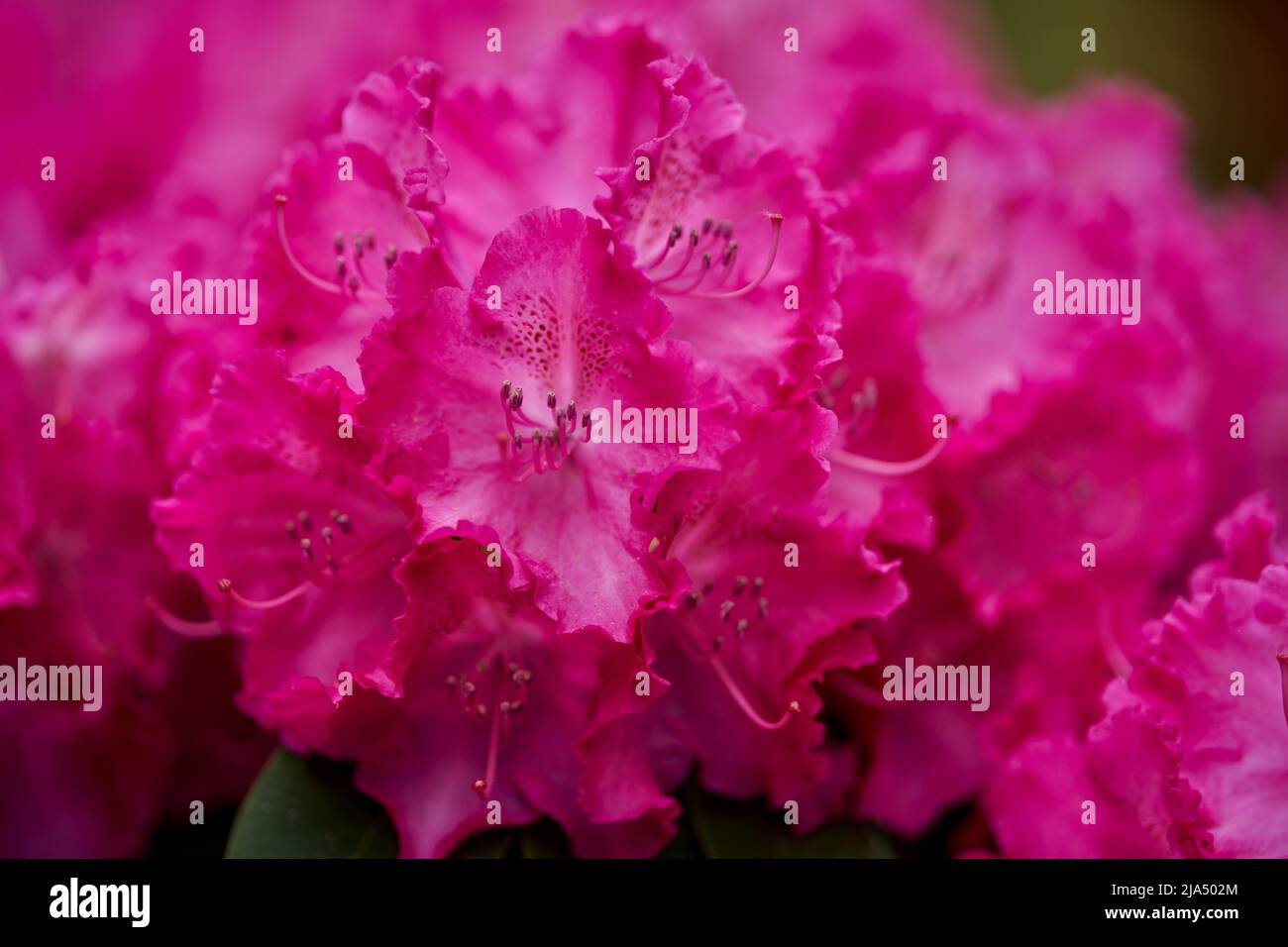 Lush,colorful pink Rhododendron  Germania blossom flowers close up Stock Photo